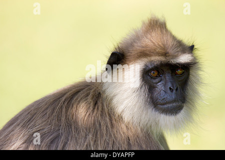 Grey Langur monkey in Anuradhapura, Sri Lanka 7 Stock Photo