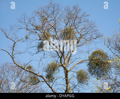 Bunches of mistletoe, Viscum album, growing in tree against blue sky, Suffolk, England Stock Photo