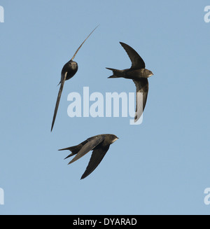 Swifts, Apus apus. Group in flight Stock Photo - Alamy