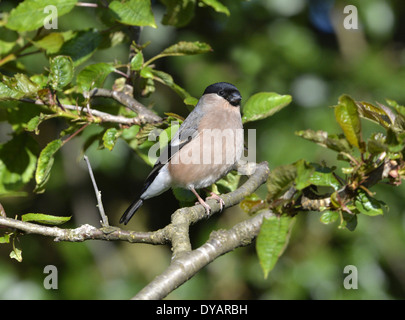 Bullfinch Pyrrhula pyrrhula - Female Stock Photo