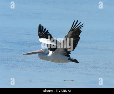 Australian Pelican (Pelecanus conspicillatus) -  'Kangaroo Island' - South Australia Stock Photo