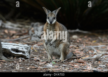 Tammar Wallaby (Macropus eugenii), Kangaroo Island, South Australia, SA, Australia Stock Photo