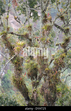 Epiphytes including mosses, lichens, orchids and bromeliads, grow on a tree in the Pacific cloud forest in the western highlands Stock Photo