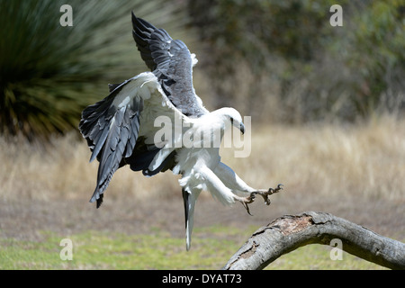 White-bellied Sea-eagle (Haliaeetus leucogaster) coming in to land, Australia Stock Photo