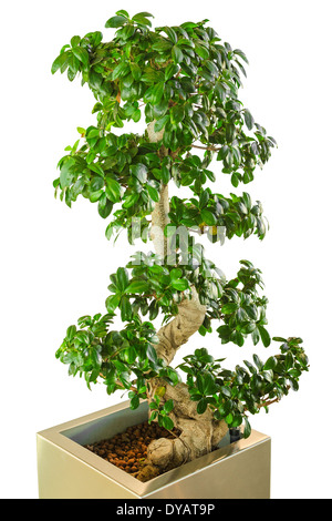 Bonsai ficus tree - old Japanese traditional art as decor for modern office. Vertical, isolated on white background. Stock Photo