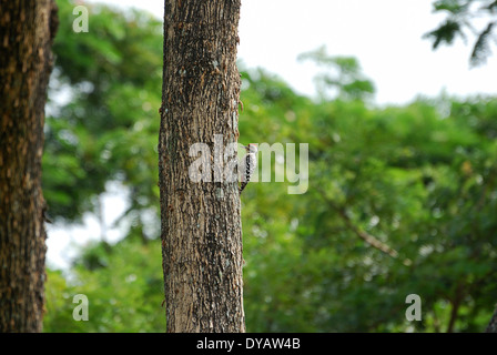 beautiful male Spot-breasted Woodpecker (Dendrocopos analis) at his hole Stock Photo