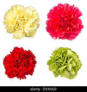 Red, pink, green and yellow carnation isolated on white Stock Photo