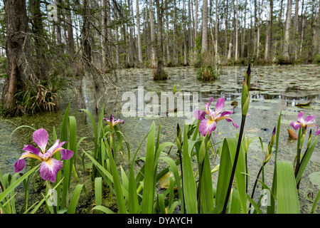 Southern Blue Flag blooming along the blackwater bald cypress and tupelo swamp during spring at Cypress Gardens April 9, 2014 in Moncks Corner, South Carolina. Stock Photo