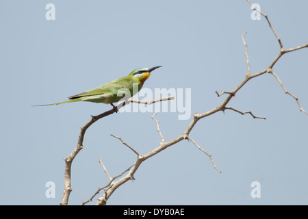 Blue-cheeked Bee-eater Merops persicus Gambia, West Africa BI025038 Stock Photo