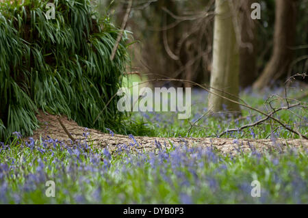 Hampshire, UK . 12th Apr, 2014. Wild English Bluebells start to blossom, surrounding a fallen tree in Hampshire UK, 12th April 2014. Credit:  Flashspix/Alamy Live News Stock Photo