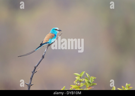 Abyssinian Roller Coracias abyssinicus Gambia, West Africa BI025397 Stock Photo