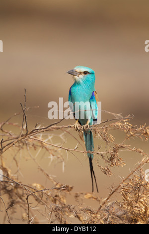 Abyssinian Roller Coracias abyssinicus Gambia, West Africa BI025404 Stock Photo