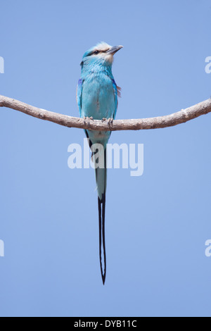 Abyssinian Roller Coracias abyssinicus Gambia, West Africa BI025407 Stock Photo