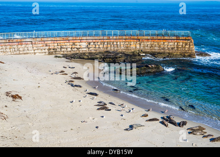 Seals lying on the Children's Pool Beach. La Jolla, California, United States. Stock Photo