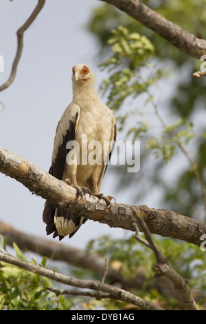 Palm-Nut Vulture Gypohierax angolensis Gambia, West Africa BI025537 Stock Photo