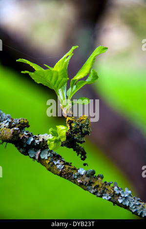 New bud on apple tree Stock Photo