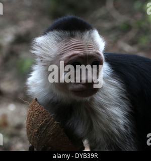 White-headed capuchin ( Cebus capucinus) aka white-faced capuchin, white-throated capuchin monkey Stock Photo