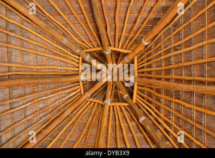 Palm tree leaves in sunroof Stock Photo