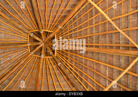 Palm tree leaves in sunroof Stock Photo