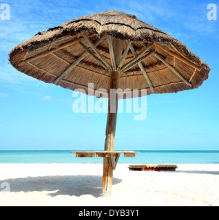 Palm tree leaves in sunroof Stock Photo