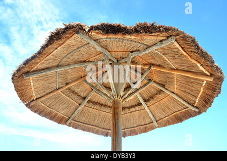 Palm tree leaves in sunroof Stock Photo