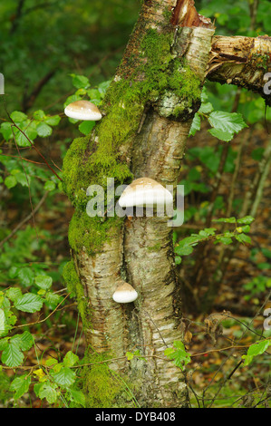 Birch polypore or razorstrop fungus - Piptoporus betulinus Stock Photo