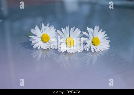 Three daisies positioned in a row on a glass surface with an aqua blue/green   background. Three daisies and their reflections. Stock Photo