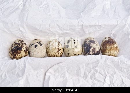 Quail eggs are small and colourful. They can be eaten raw or  cooked. The Quail eggs are arranged/embedded in a row. Stock Photo
