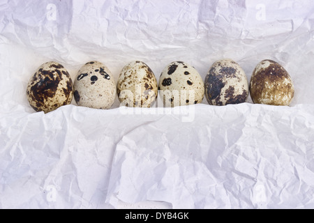 Quail eggs are small and colourful. They can be eaten raw or  cooked. The Quail eggs are arranged/embedded in a row. Stock Photo