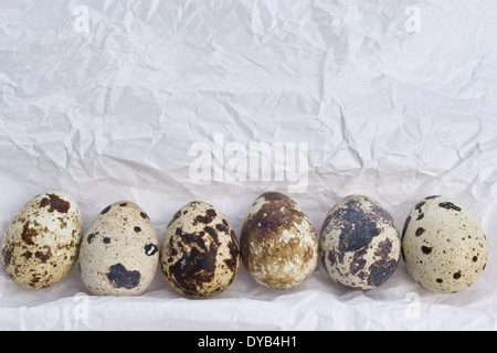 Quail eggs are small and colourful. They can be eaten raw or  cooked. The Quail eggs are arranged/embedded in a row. Stock Photo