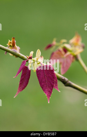 Tilia endochrysea leaves in Spring. Stock Photo