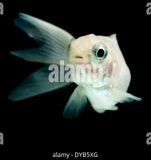 White Comet Goldfish Fry Isolated On Black Stock Photo - Alamy