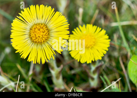 Coltsfoot Medical First Flower on Spring - Latin Name Tussilago Farfara Stock Photo