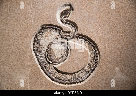 Fossil Snake Stock Photo - Alamy