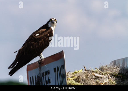 Osprey (pandion haliaetus) Gaurding the Nest on the St. John's River in Florida. Stock Photo