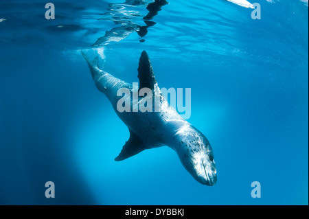 Full body view of a leopard seal (Hydrurga leptonyx) during a close encounter at Astrolabe Island, Antarctica. Stock Photo