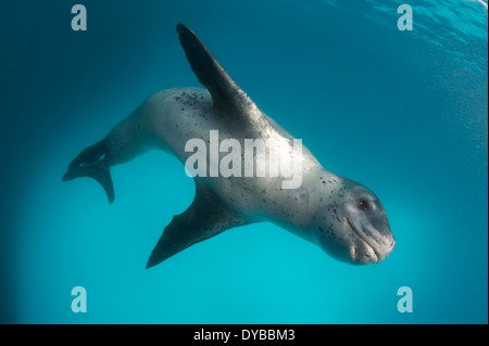 Full body view of a leopard seal (Hydrurga leptonyx) during a close encounter at Astrolabe Island, Antarctica. Stock Photo