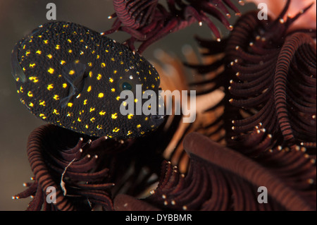 Juvenile guineafowl spotted pufferfish (Arothron meleagris), sheltering amongst a crinoid, Indonesia. Stock Photo