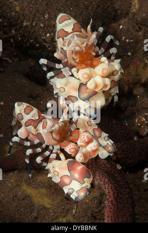A pair of Harlequin shrimp (Hymenocera elegans), feeding off a starfish, Tulamben, Bali, Indonesia. Stock Photo