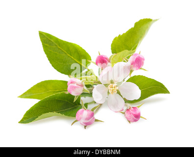 Apple Flowers with buds isolated on white Stock Photo