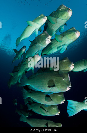 Large school of bumphead parrotfish (Bolbometopon muricatum), found around the Liberty Wreck, Bali, Indonesia. Stock Photo