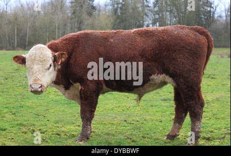 Cow Stock Photo