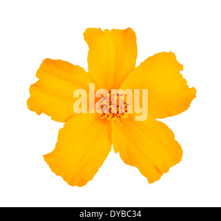Yellow tagetes flower isolated on white background Stock Photo