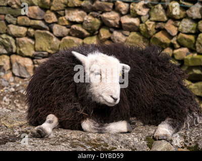 Black woolly Herdwick sheep with white face and legs lying by dry stone wall, Lake District, Cumbria, England, UK Stock Photo