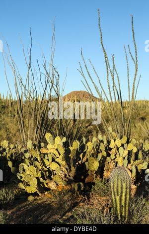 Cacti in Arizona's Saguaro National Park West Stock Photo