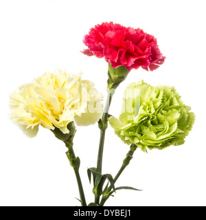 Red, yellow and green carnation on white background Stock Photo