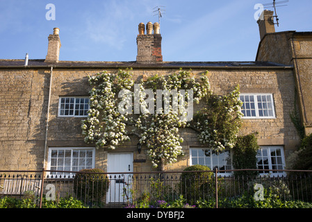 Fan trained Pear tree in blossom on a cottage in the village of Blockley, Cotswolds, Gloucestershire, England Stock Photo