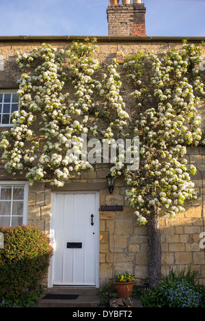 Fan trained Pear tree in blossom on a cottage in the village of Blockley, Cotswolds, Gloucestershire, England Stock Photo