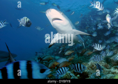 Silvertip shark, Carcharhinus albimarginatus, swims by divers, Beqa lagoon, Viti Levu, Fiji, South Pacific Stock Photo