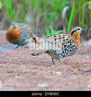 Colorful bird, Mountain Bamboo Partridge (Bambusicola fytchii), female, standing in front of male in this picture Stock Photo